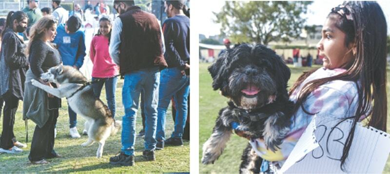 Dog lovers flock to All Breed Championship Show - Newspaper - Vimarsana News
