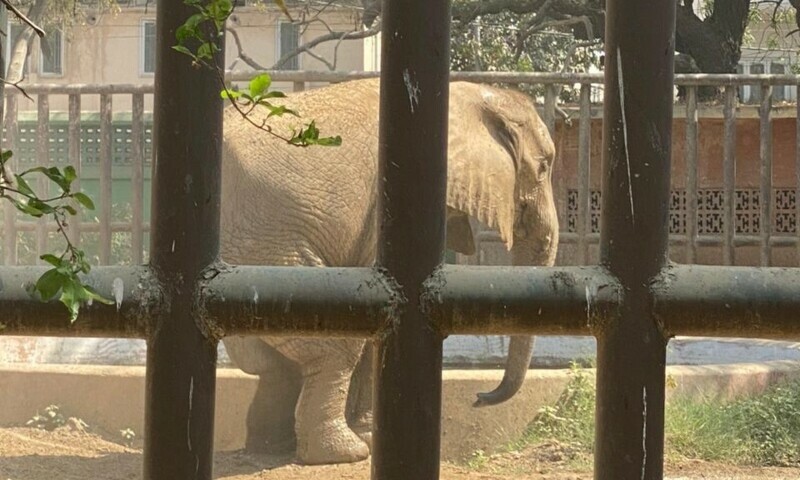 The photo shows Noor Jehan, an African elephant, at the Karachi Zoo. — Photo by author
