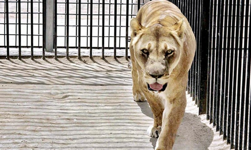 Two lionesses get first medical check-up at Karachi Zoo - Newspaper - Vimarsana News