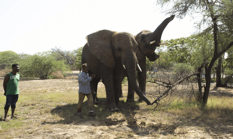 KMC told to submit elephant sanctuary plan to Sindh govt - Pakistan - Vimarsana News
