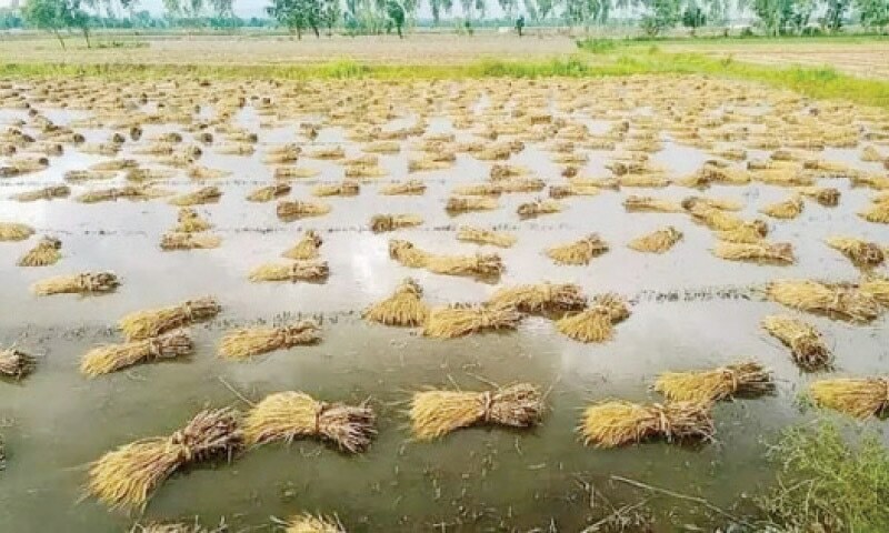 Girl killed, several hurt as downpour, hailstorm hit KP - Newspaper - Vimarsana News