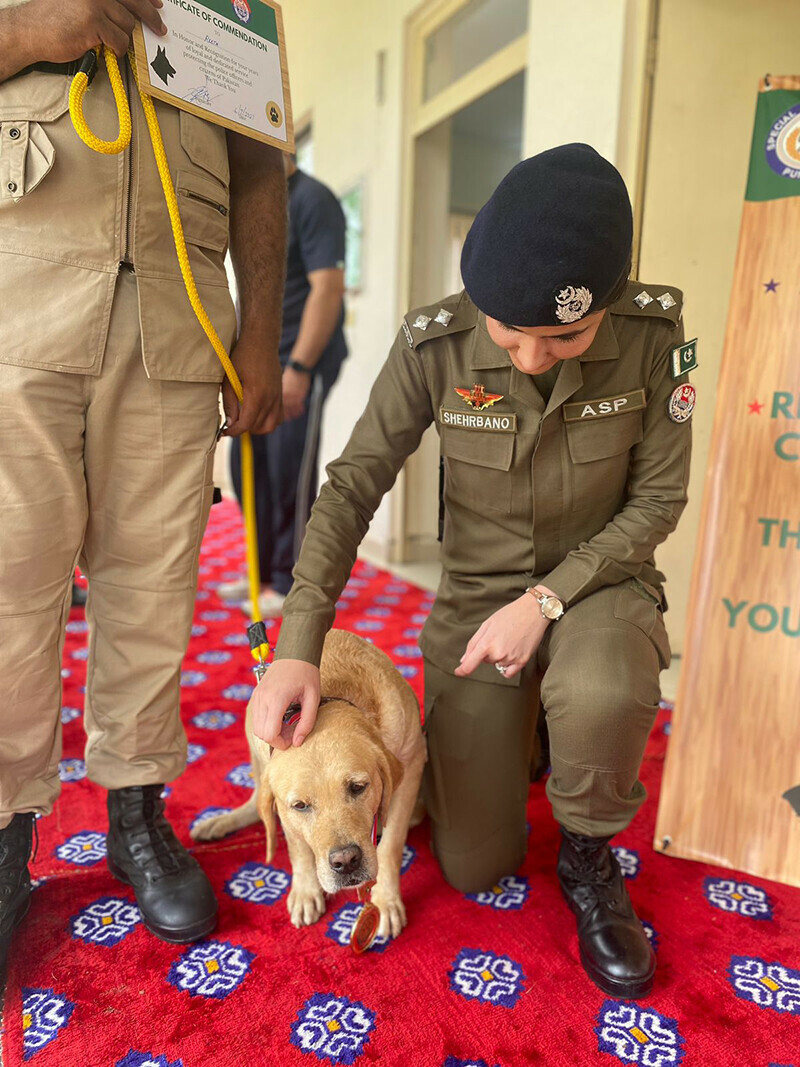 یہ کتے منشیات اور بارودی مواد کی نشان دہی یا کھوجی کتوں کے طور پر استعمال کیے جاتے ہیں