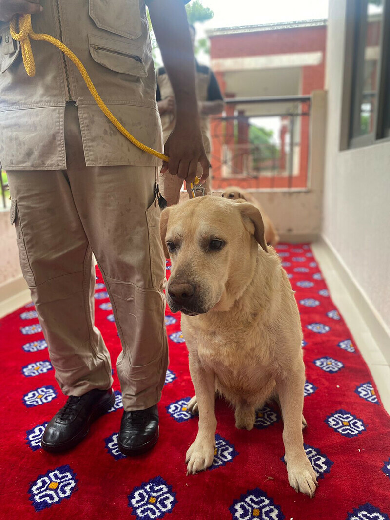 پولیس میں سراغ رسانی کے لیے زیادہ تر ’لیبراڈار‘ نسل کے کتے استعمال کیے جاتے ہیں