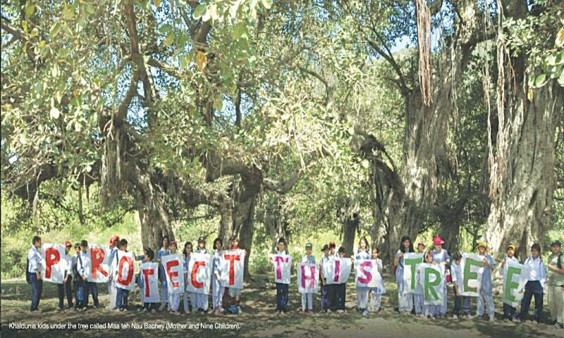 ENVIRONMENT: A TREE CALLED MAA - Newspaper - DAWN.COM