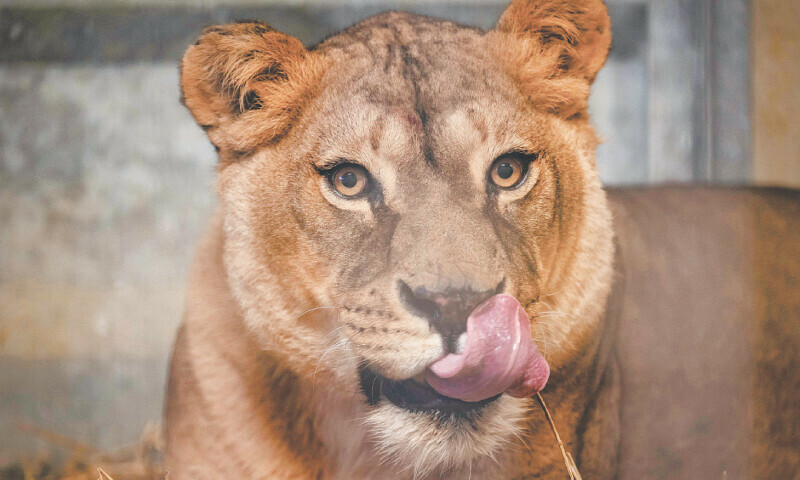 LULADJA pictured in an enclosure at an animal park in Arnay-sous-Vitteaux, eastern France, after having been rescued from Ukraine.—AFP