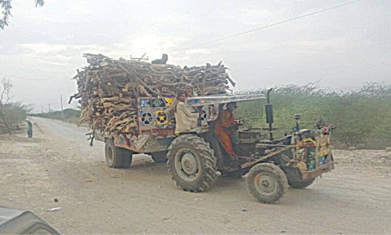 Five of ‘timber mafia’ booked for torture of forest official ...