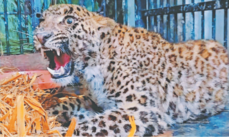 Rescued leopard cub brought to rehab centre in capital - Newspaper ...