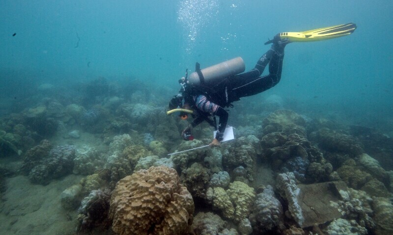 FILE PHOTO: Lalita Putchim, a marine biologist of the Department of Marine and Coastal Resources (DMCR) dives to survey in an area of bleached corals in a reef in Koh Mak, Trat province, Thailand, May 8, 2024. — REUTERS/Napat Wesshasartar/File Photo