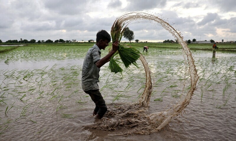 FILE PHOTO: A farm labourer holds rice sapling as he prepares to plant them in a field on the outskirts of Ahmedabad, India, July 22, 2024. — REUTERS/Amit Dave/File Photo