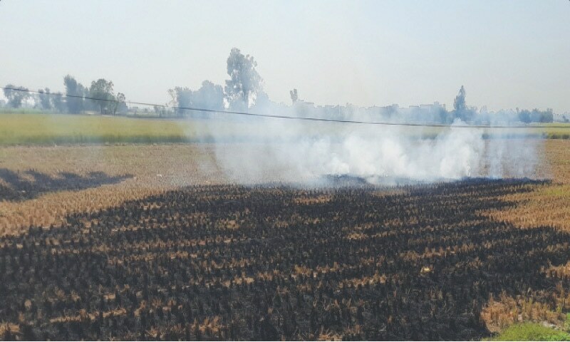 Pakistan’s Punjab records 4.2 times more crop-fire detections than Indian Punjab: report