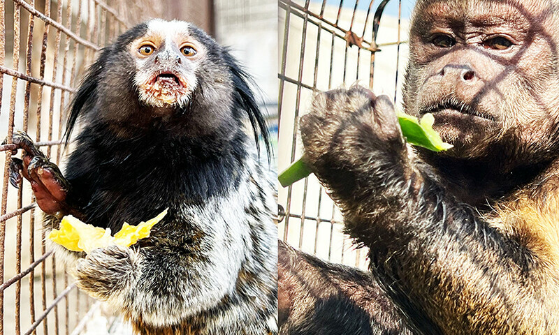 NGO provides safe haven for exotic monkeys rescued by Pakistan Customs