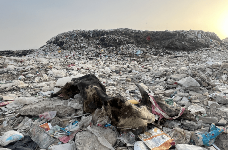 Animal waste in front of Bolan Medical College along the city nullah