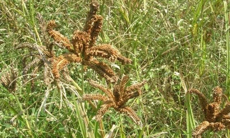    نانگلی اناج کی جھاڑی کہ نانگلی بھی کہتی ہے مجھے دودھ سے کھاؤ   