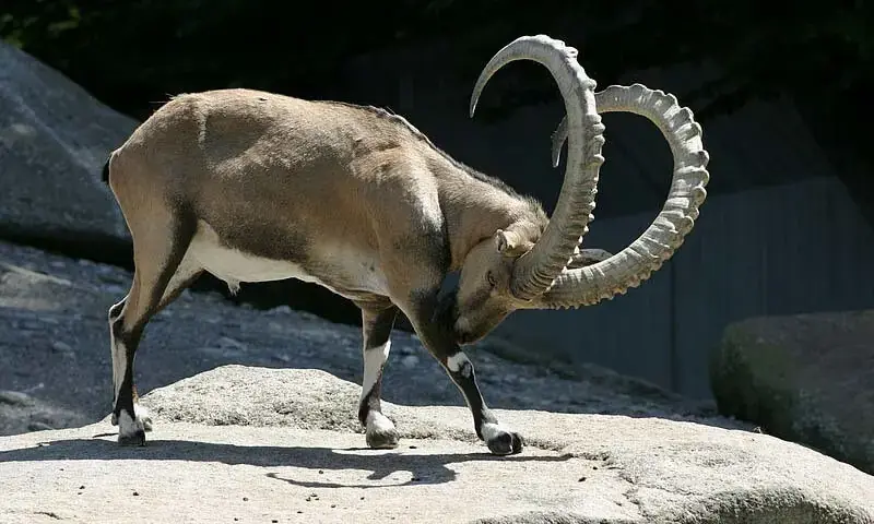 Markhor hunting permit breaks record at GB auction