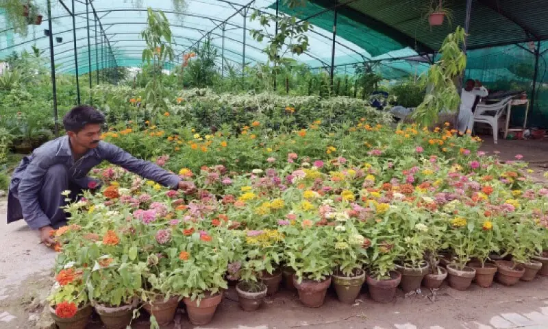 Tajik experts plant 300,000 flower saplings in Islamabad