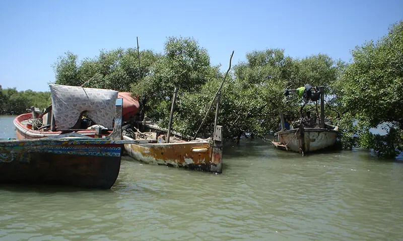 سندھ کا سیلاب جو انڈس ڈیلٹا کے لیے خوشحالی کا پروانہ ہوتا ہے