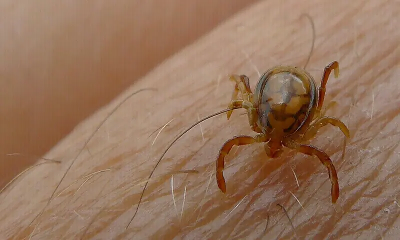 کراچی میں کانگو وائرس میں مبتلا ایک اور مریض چل بسا، رواں سال اموات 5 ہوگئیں