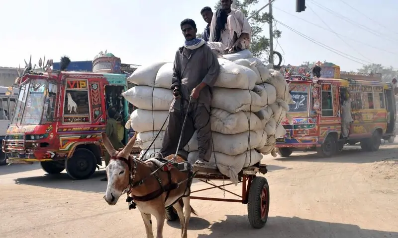 گدھوں کی مارکیٹ کو پروان چڑھانے کے لیے پاکستان کو نگرانی کا عمل سخت کرنا ہوگا