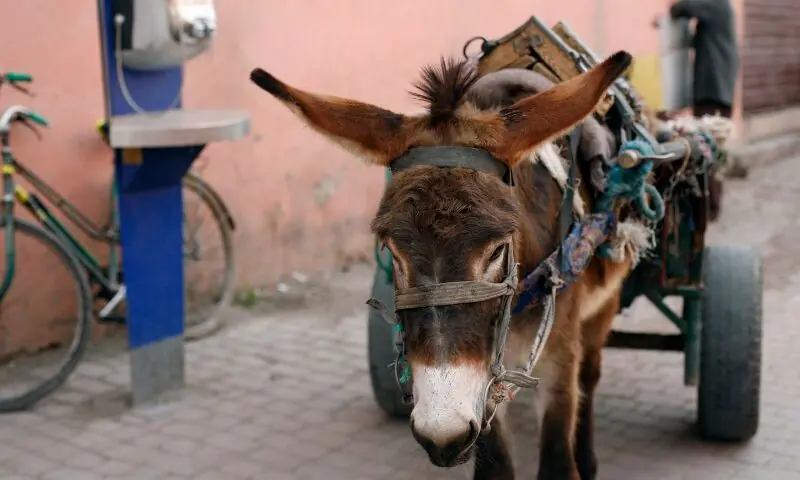 اگر معاملات کو ٹھیک سے سنبھالا گیا تو یہ ملک کی بڑی صنعت بن سکتی ہے