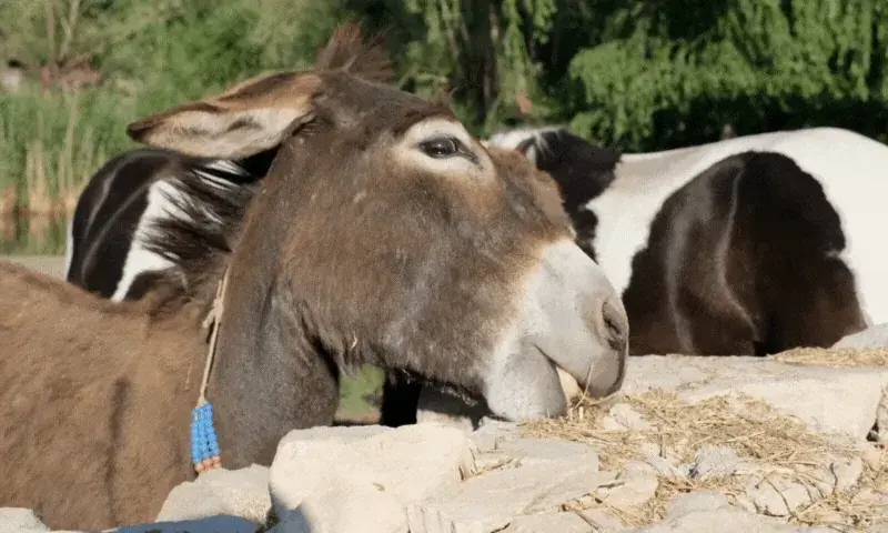 پاکستان درست اقدامات سے ملک میں گدھے کی صنعت کو وسعت دے سکتا ہے