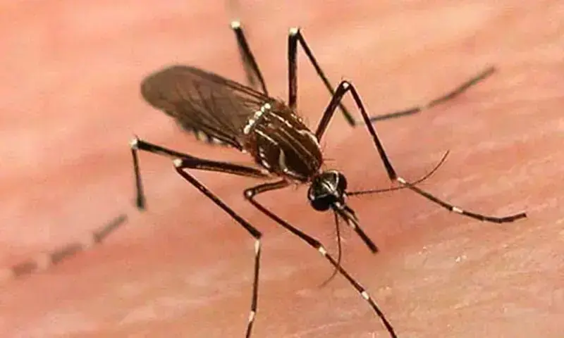 Surto de Dengue em Sindh: Karachi no topo com números alarmantes!