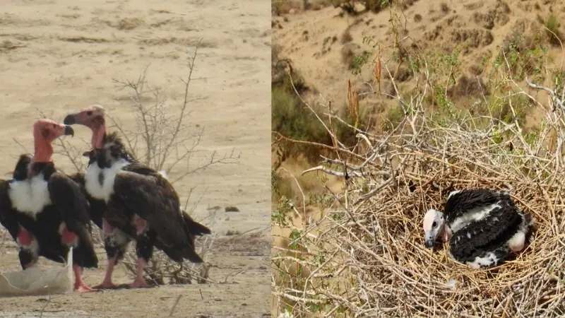 <em>In 2018, Thar Foundation and IUCN launched a vulture conservation project to protect nesting sites and raise awareness among nearby communities.</em>