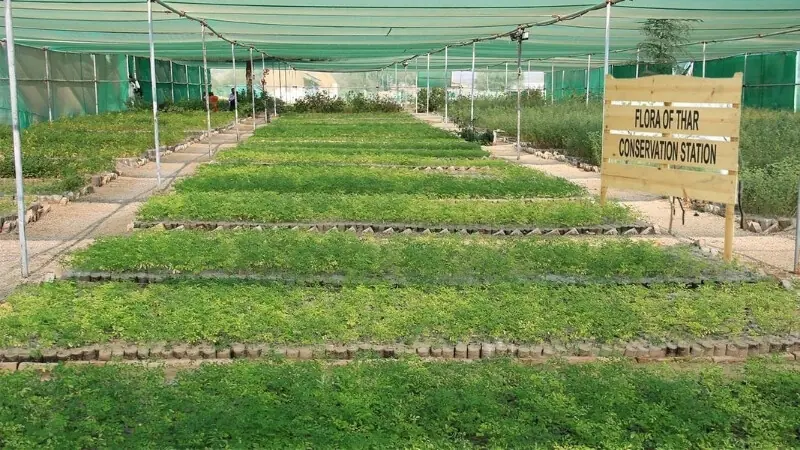 <em>To sustain this green cover, drip irrigation and saline water utilisation techniques have been deployed.</em>