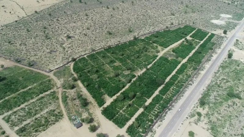 <em>The success of Thar Million Tree program is seen as a miracle in the desert.</em>