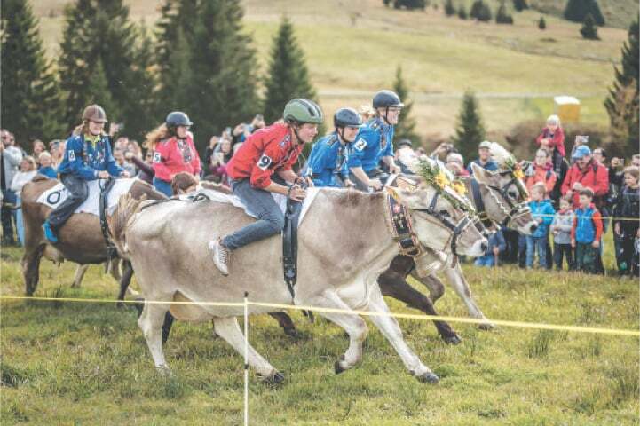 Ready, set, moo! Women jockeys saddle up for Swiss ‘cow grand prix ...
