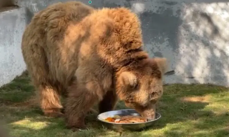 Urso Pardo Rano Encontra a Liberdade Após Anos de Cativeiro no Zoológico de Karachi!