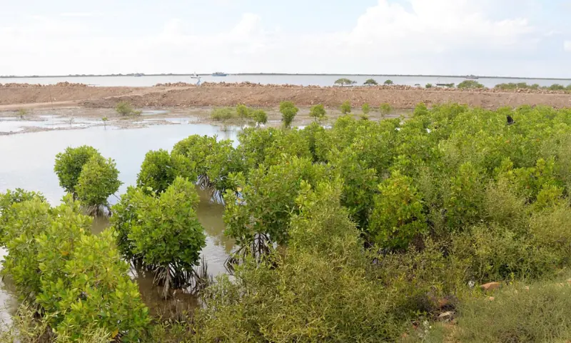 Under a Sindh Forest Department project, mangroves have been planted in Keti Bunder and are showing significant growth