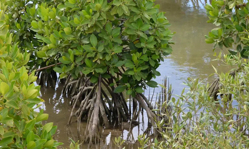 Newly grown mangroves along the Keti Bunder coastline