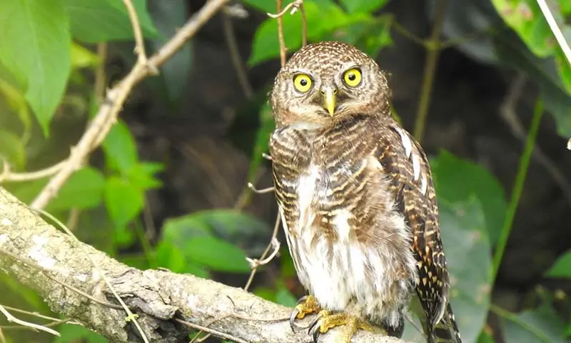 Pakistan’s vanishing owls: Habitat loss, poaching, urbanisation push species toward decline