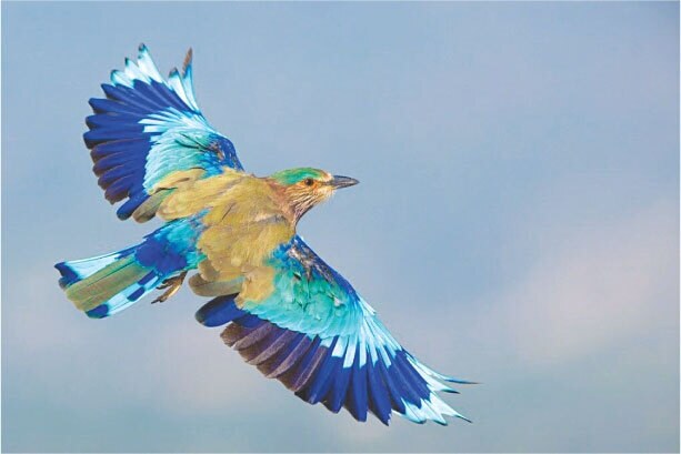 WILDLIFE: THE FADING BIRDS OF PAKISTAN