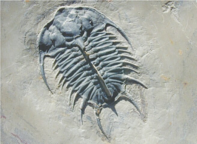 Scientists use AI to study ancient photosynthesis