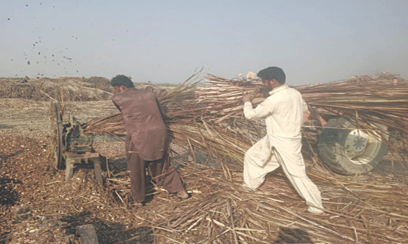 Concern at cutting of riverine vegetation by brick kilns in Dera Ghazi Khan