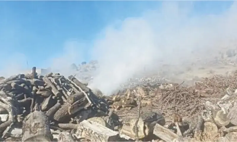 Oak forest depletion in South Waziristan raises alarm bells