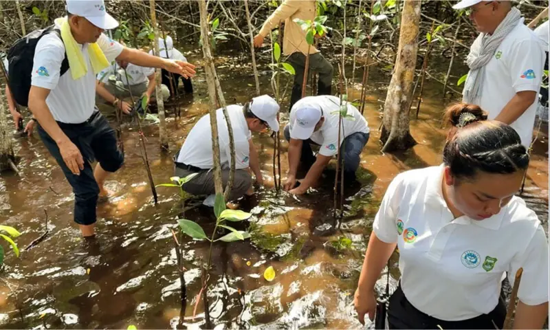 Mang Sineth, governor of Preah Sihanouk province, led a team of officials to plant 1,000 mangrove seedlings and release fish and crabs, all to enrich the ecosystem.  — Supplied