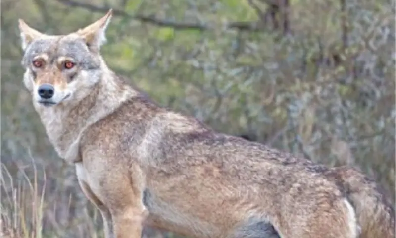 Conflict with humans puts wolf population at risk of extinction