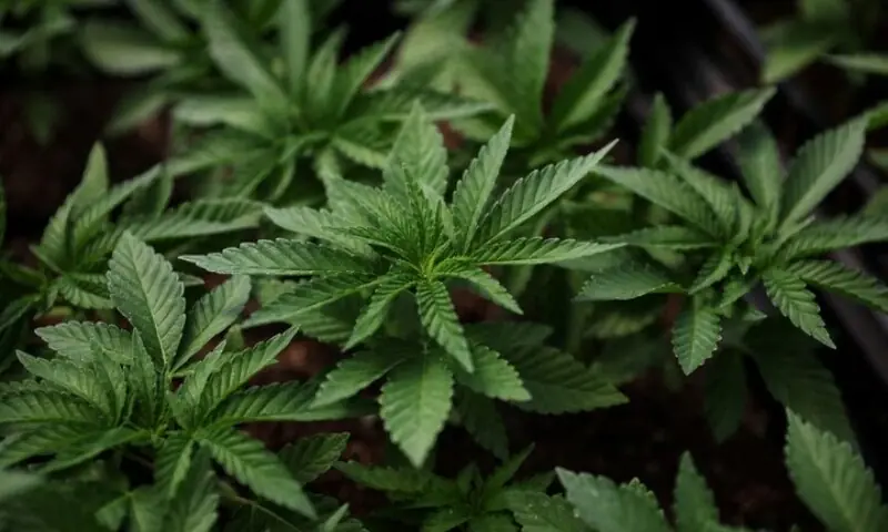 Licence fee for cannabis cultivation, processing reduced