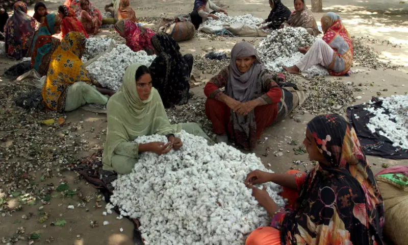 Women clear wastage from cotton fibers in Kabirwala, Pakistan September 18, 2025. — Reuters