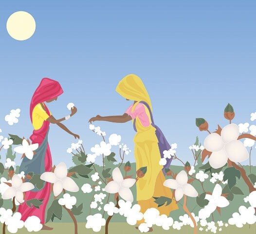 Agriculture: The road to cotton revival