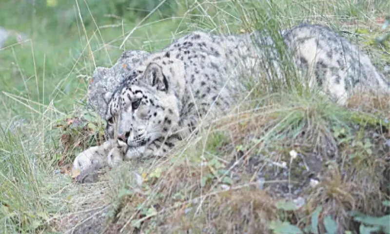 Diarrhoea killed snow leopard in Chitral