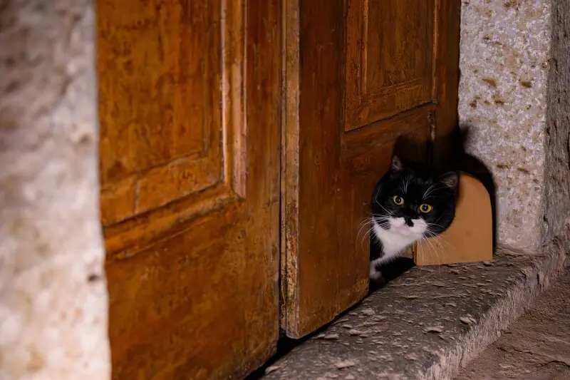 ‘Here people and cats live side by side’: Istanbul’s feline love affair lives on
