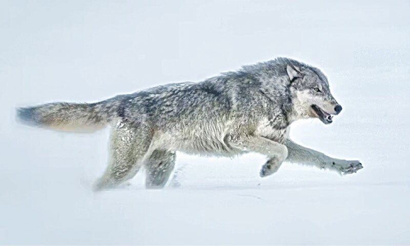 WIDE ANGLE : THE OTHER PROBLEM WITH CRYING WOLF