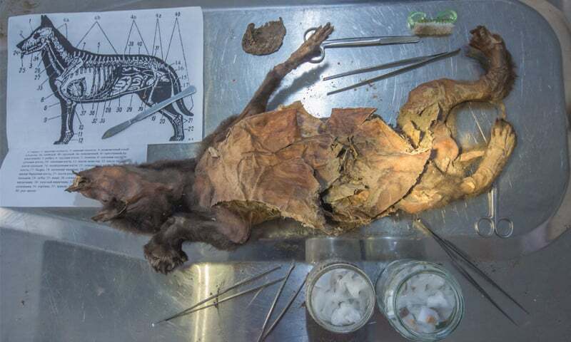 Scientists recover genome from woolly rhino eaten by Ice Age wolf