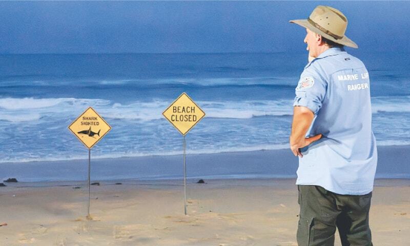 Shark mauls surfer in Sydney, third attack in two days