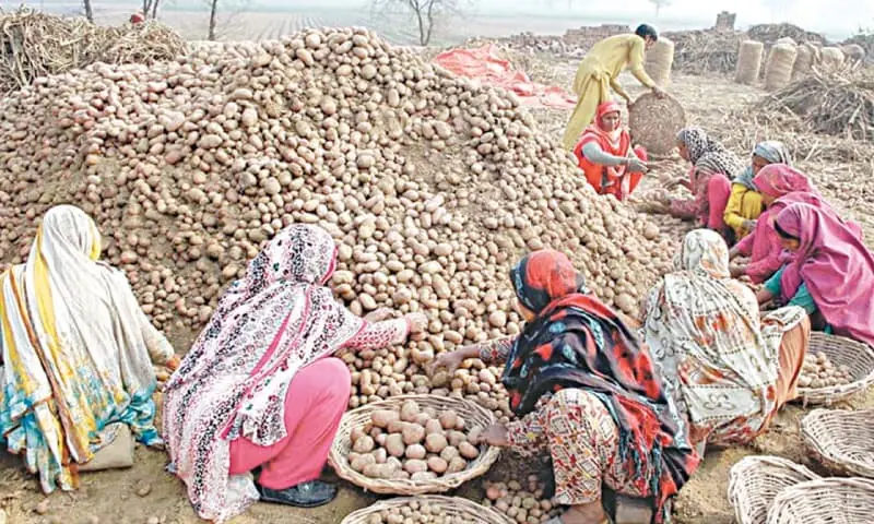 Agriculture: Anatomy of Pakistan’s potato crisis