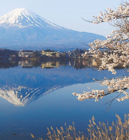 Mount Fuji cherry blossom festival cancelled due to overtourism