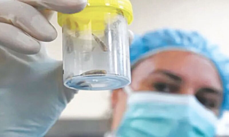 Use of maggots for determining time of death